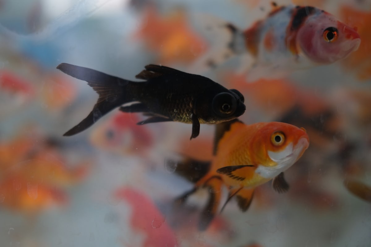 Can You Eat Goldfish? Understanding the Truth About Goldfish and the Goldfish Tank